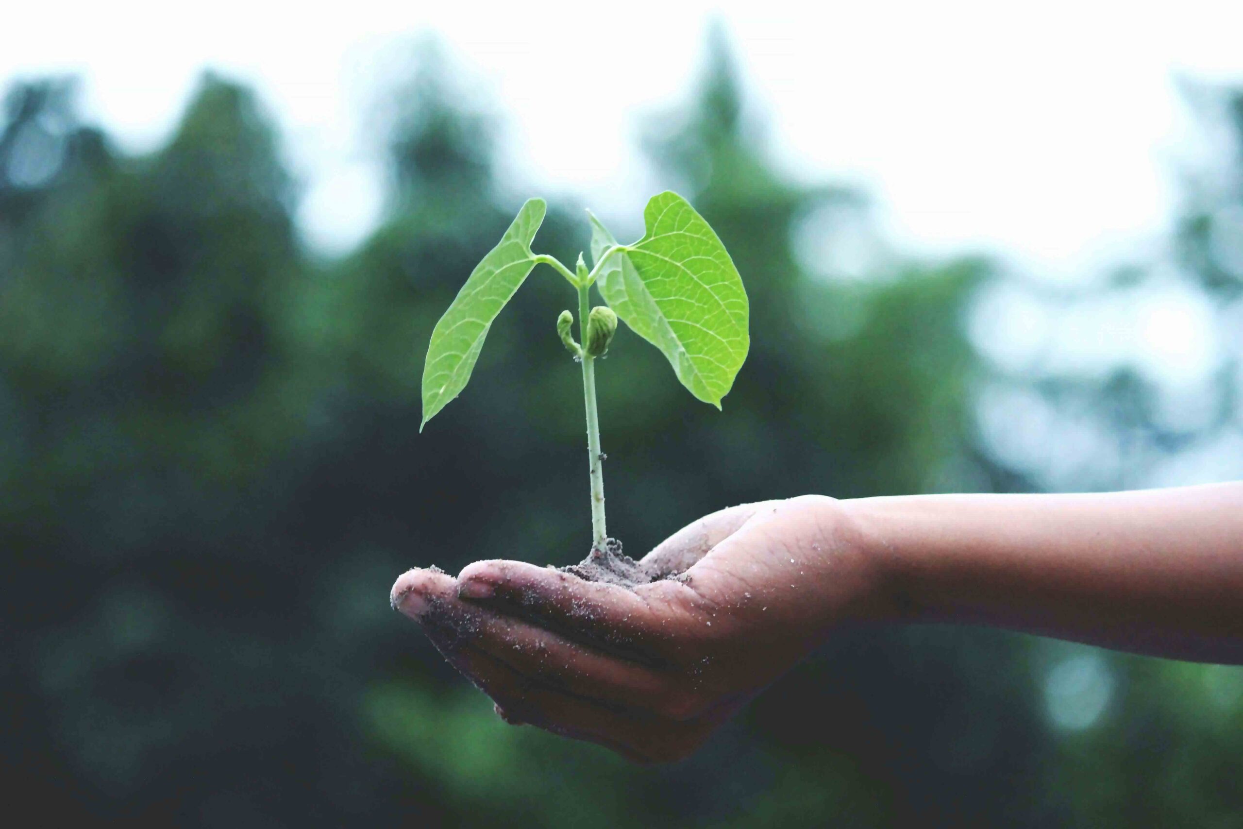 Trayectoria y experiencia del vivero en cultivo de plantas​ ​