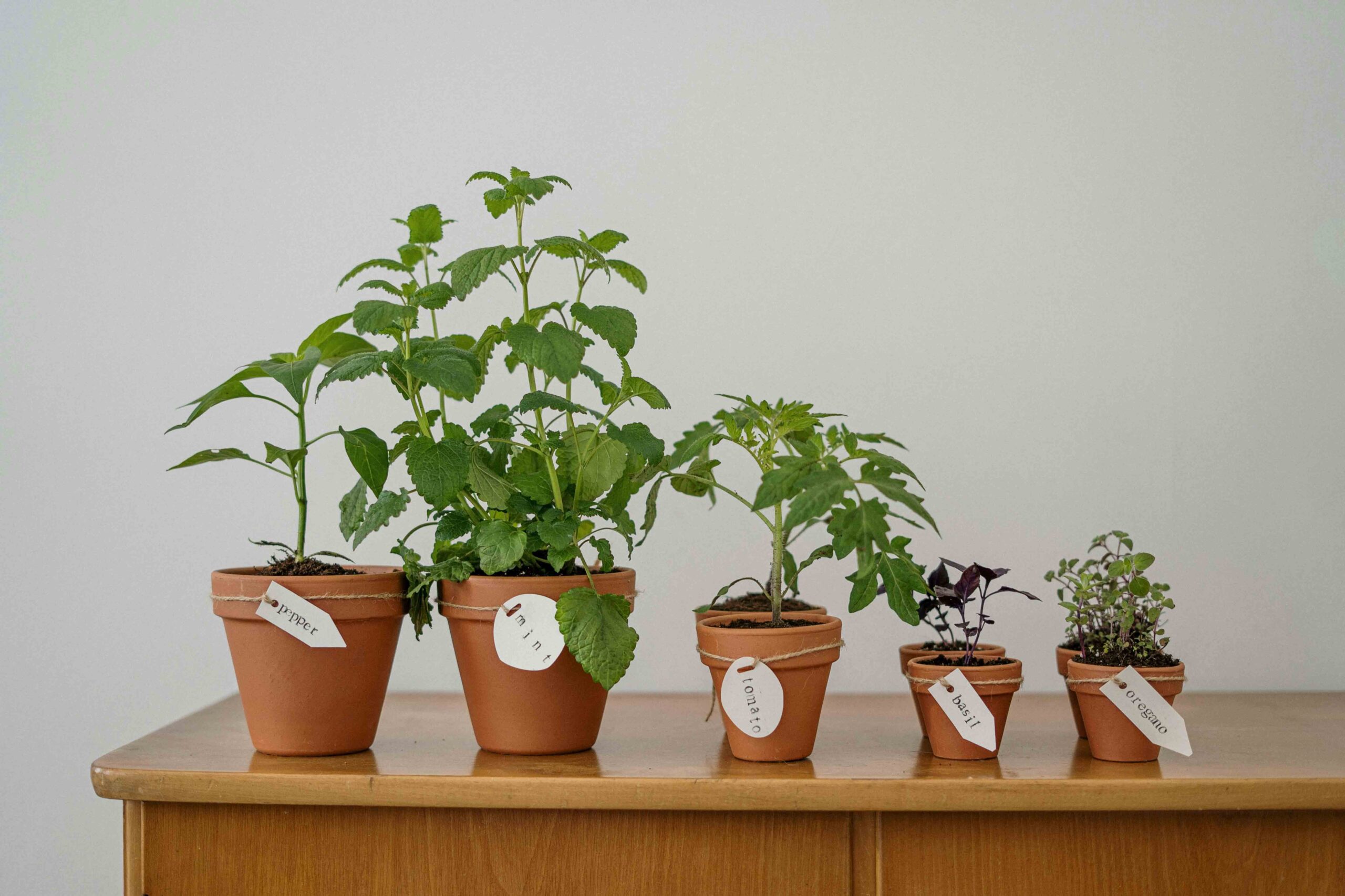Plantas decorativas para hogares y espacios comerciales