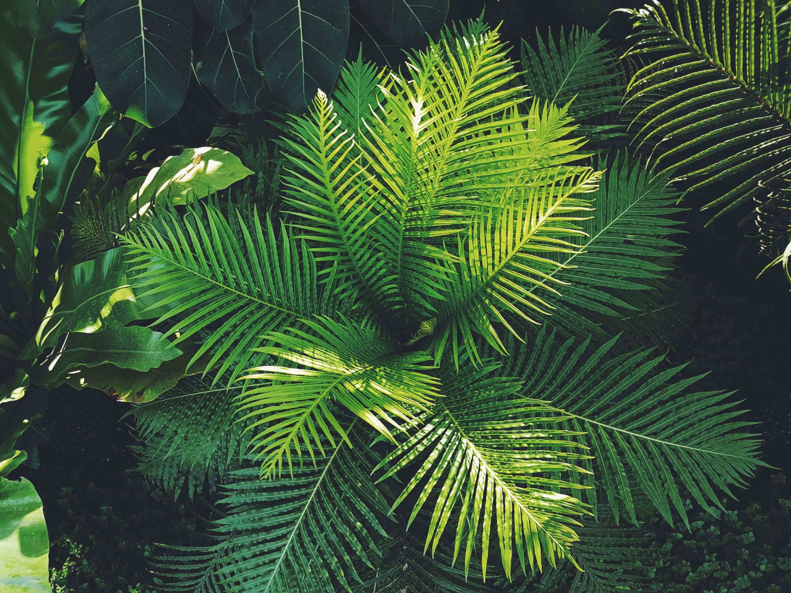 Plantas decorativas para hogares y espacios comerciales