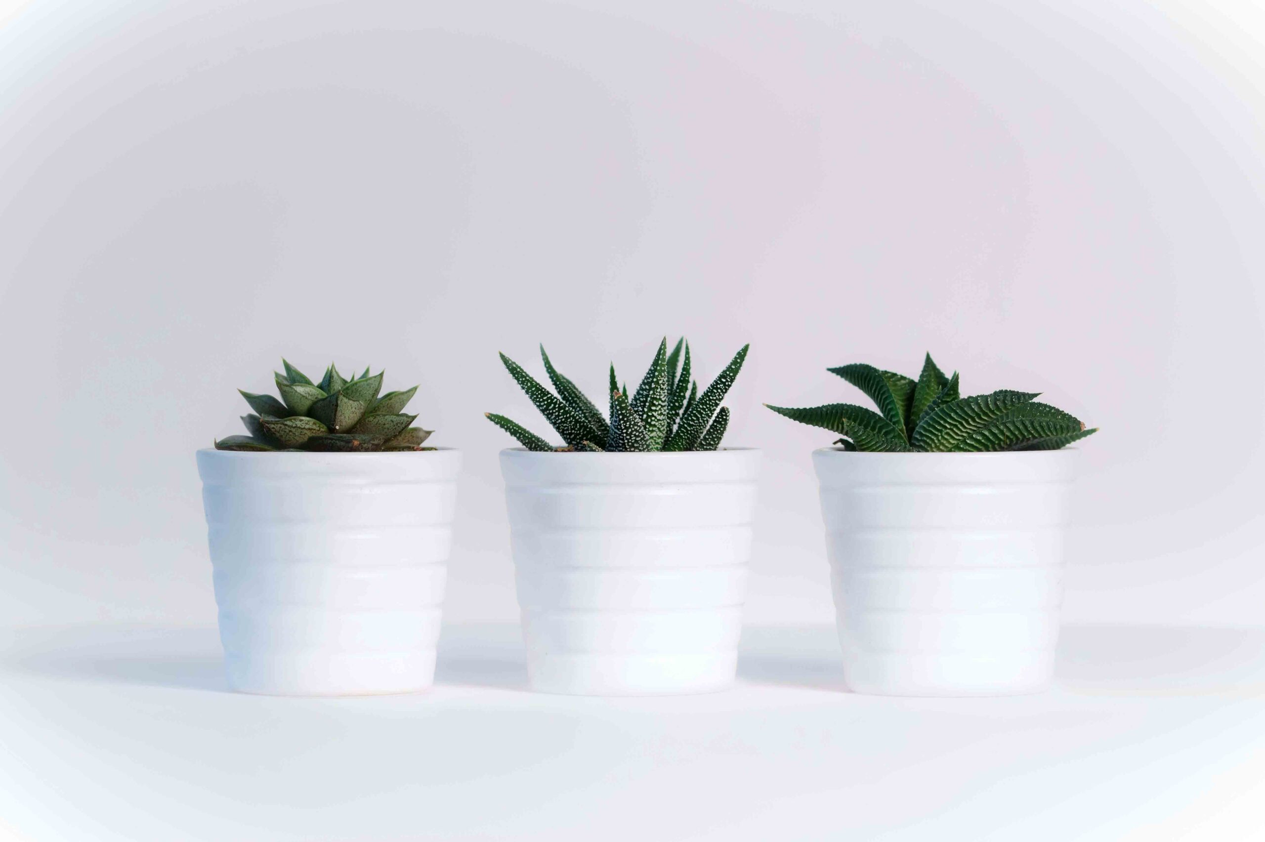 Vivero de plantas con asesoría especializada en cuidado vegetal
