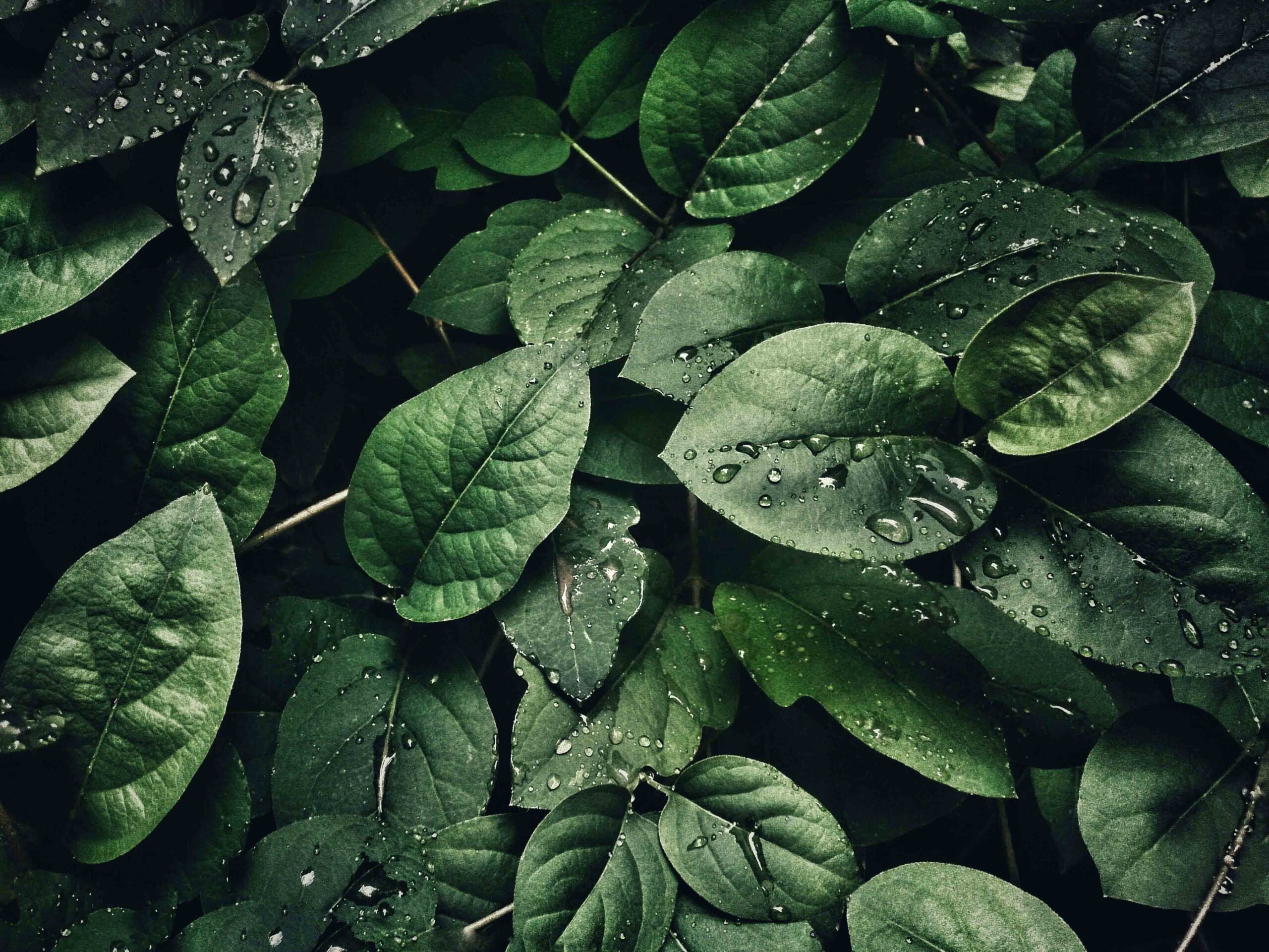 Detalle de plantas ornamentales listas para la venta