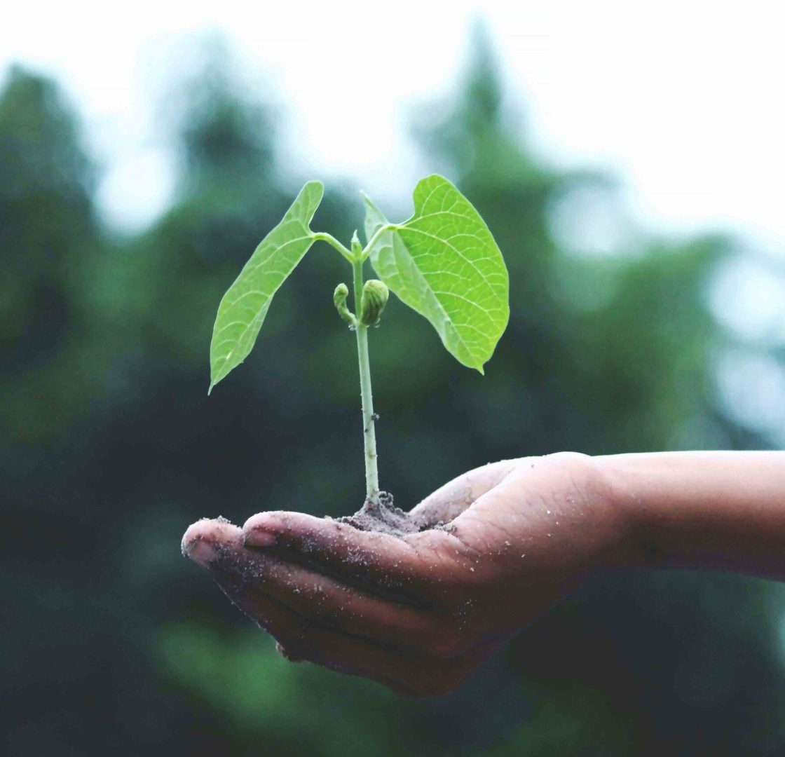 Trayectoria y experiencia del vivero en cultivo de plantas​ ​