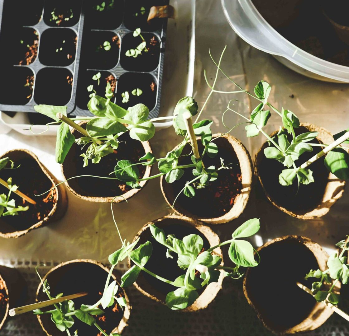 Selección de plantas para interiores resistentes y elegantes