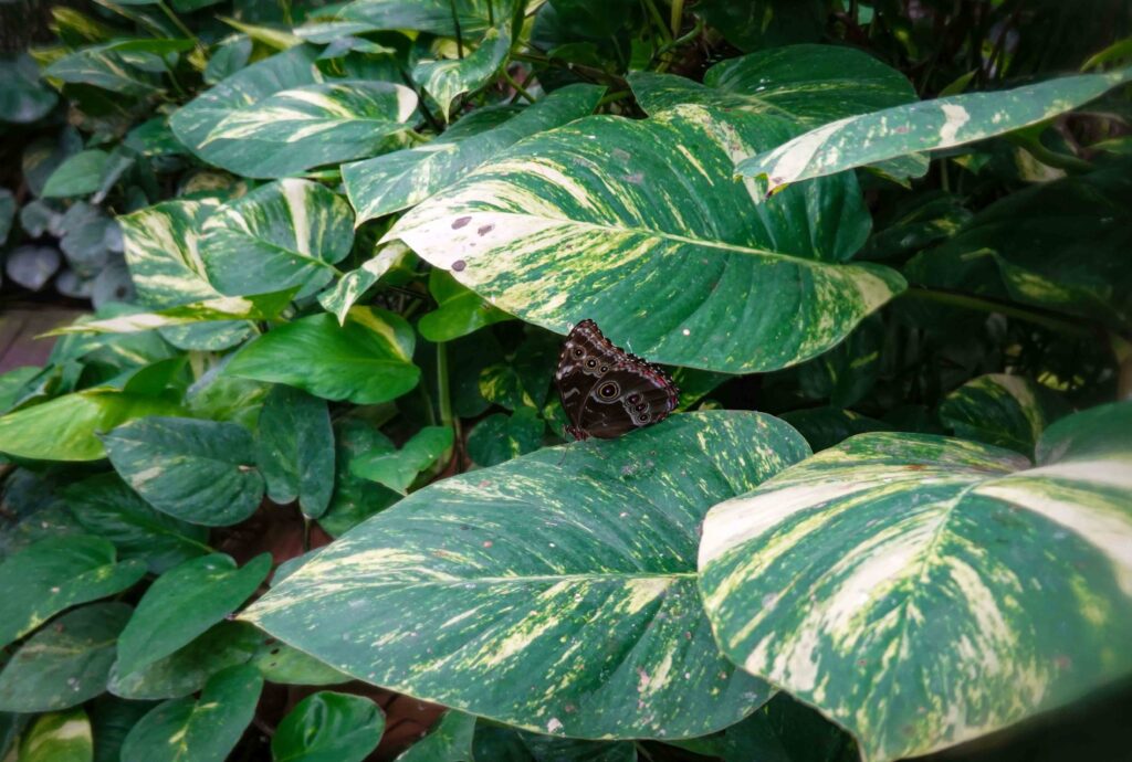 Amplia variedad en vivero de plantas exóticas y locales
