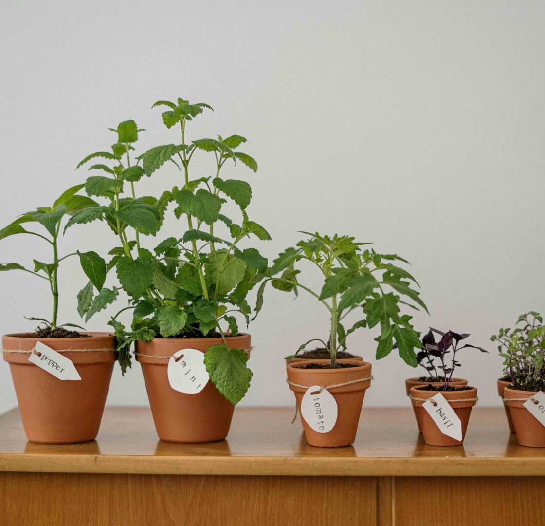 Plantas decorativas para hogares y espacios comerciales