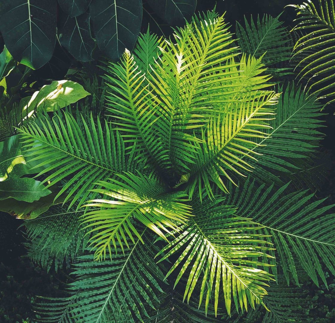Plantas decorativas para hogares y espacios comerciales