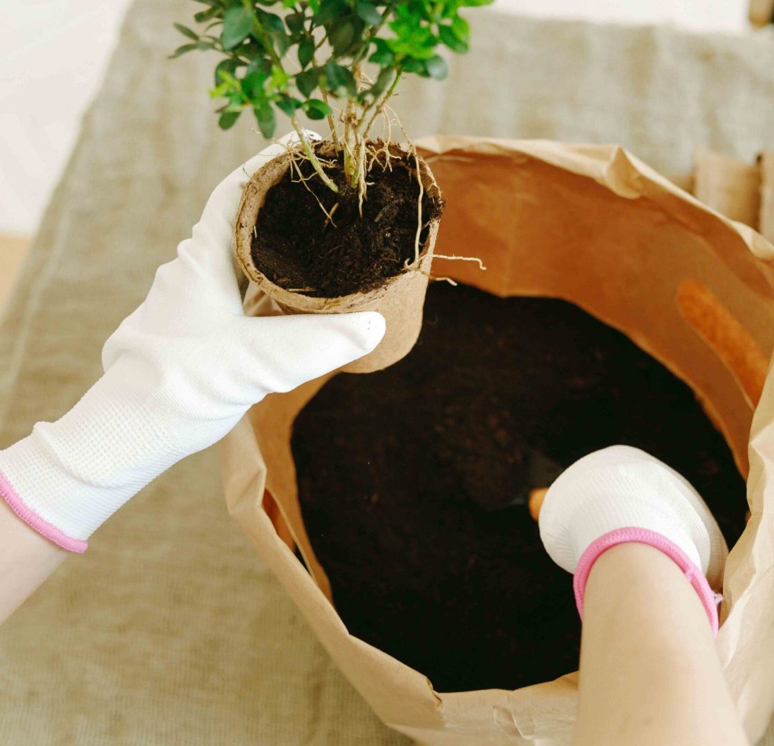 Cultivo responsable de plantas ornamentales en invernadero